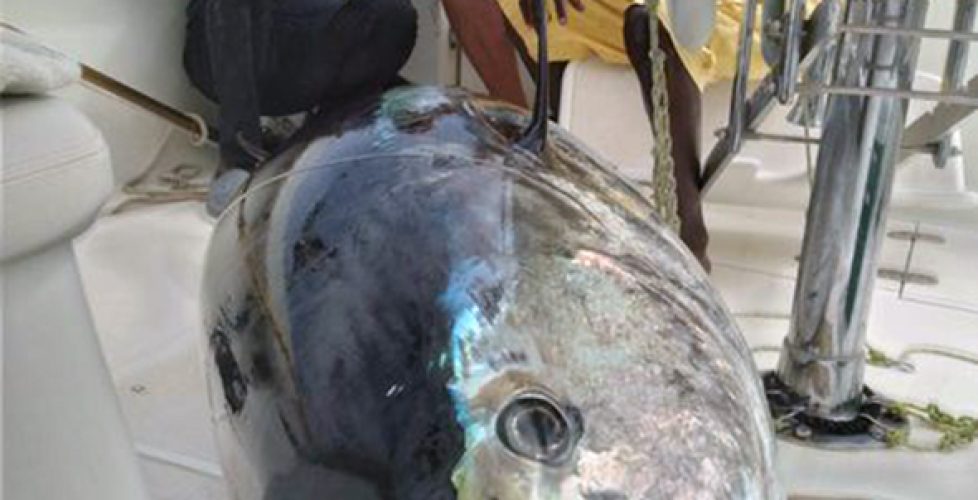 bluefin